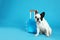French bulldog with little suitcase on blue background.