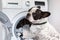 French bulldog loading dirty laundry to the electric washer
