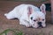 French bulldog looking sad and bored lying on the ground. lonely dog waiting for owner