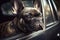 French bulldog looks out of the car window close-up, created with Generative AI technology.