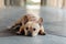 French Bulldog lying down on the floor.