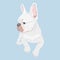 French Bulldog lying and looking sideways. Purebred canine hand