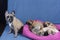 French bulldog mother sitting near her sleeping little pups. Breeding and caring. Isolated on a blue background. Studio.