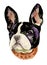 French Bulldog muzzle watercolor