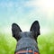 French bulldog on the natute background