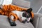 French bulldog in orange tiger bathrobe sleep at  tv on the arm chair with remote control