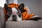 French bulldog in orange tiger bathrobe watch tv on the arm chair with remote control