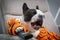 French bulldog in orange tiger bathrobe watch tv on the arm chair with remote control