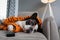French bulldog in orange tiger bathrobe watch tv on the arm chair with remote control