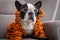 French bulldog in orange tiger bathrobe watch tv on the arm chair with remote control