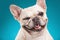 French bulldog over blue background