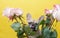 French bulldog peeking out of a spectacular bouquet of roses while sitting on a yellow background.