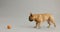 French, bulldog and pet playing with ball in studio or puppy development on white background, mockup space or adoption