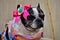 French bulldog with pink bow on the head and colorful redneck dress