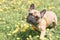 French bulldog playing outdoors among the dandelion lawn