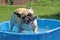 French bulldog in the pool