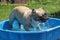 French bulldog in pool