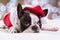 French bulldog posing in Christmas outfit