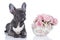 French bulldog with pot of flowers