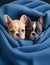 French Bulldog puppies nestled in a colorful fluffy blanket