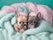 French Bulldog puppies nestled in a colorful fluffy blanket