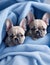 French Bulldog puppies nestled in a colorful fluffy blanket