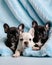 French Bulldog puppies nestled in a colorful fluffy blanket