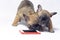 French bulldog puppies play and sniff mobile phone