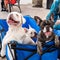 French Bulldog puppies for sale: Boardwalk in Hollywood, Miami, Florida.