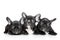 French bulldog puppies on a white background