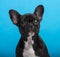 French Bulldog puppy (3 months old), headshot, blue background
