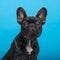 French Bulldog puppy (3 months old), headshot, blue background