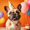 a French bulldog puppy in a birthday hat sits on a white background. the concept of funny adorable pets