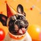 a French bulldog puppy in a birthday hat sits on a white background. the concept of funny adorable pets