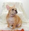 French bulldog puppy, dog