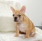 French bulldog puppy, dog