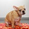 French bulldog puppy, dog