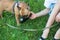 French bulldog puppy drinking water from special bottle in the park on the green grass. Dogs owner holds a bottle with water