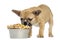 French Bulldog puppy eating from a bowl full of biscuits