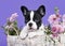 French bulldog puppy and flowers