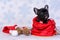 French bulldog puppy in gift bag with cedar cones and Santa hat. Christmas concept