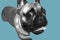 French Bulldog Puppy in grey scale with a blue background