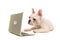 French bulldog puppy lying on the floor looking at a labtop
