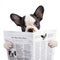 French bulldog puppy reading newspaper