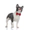 French bulldog puppy with red bowtie standing with eyes closed
