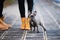 French bulldog puppy on a sidewalk