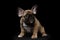 French Bulldog Puppy Sitting and Pity Looking , Front view, Isolated