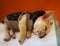 French bulldog puppy is sleeping on his potty mat