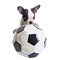 French bulldog puppy with soccer ball