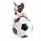 French bulldog puppy with soccer ball